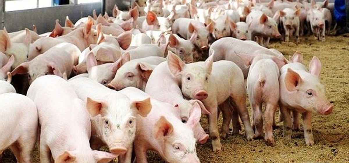 कैलाली–कञ्चनपुरमा बङ्गुरमा अफ्रिकन स्वाइन फिभर पुष्टि, सतर्क रहन आग्रह