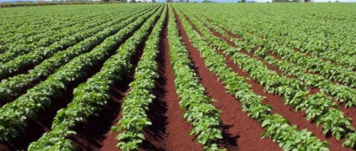 उत्पादकत्व वृद्धि गर्न कञ्चनपुरमा कृषि पकेट क्षेत्र निर्धारण