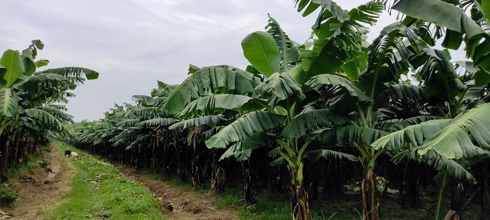 ५० प्रतिशत अनुदानमा किसानलाई केराका बिरुवा