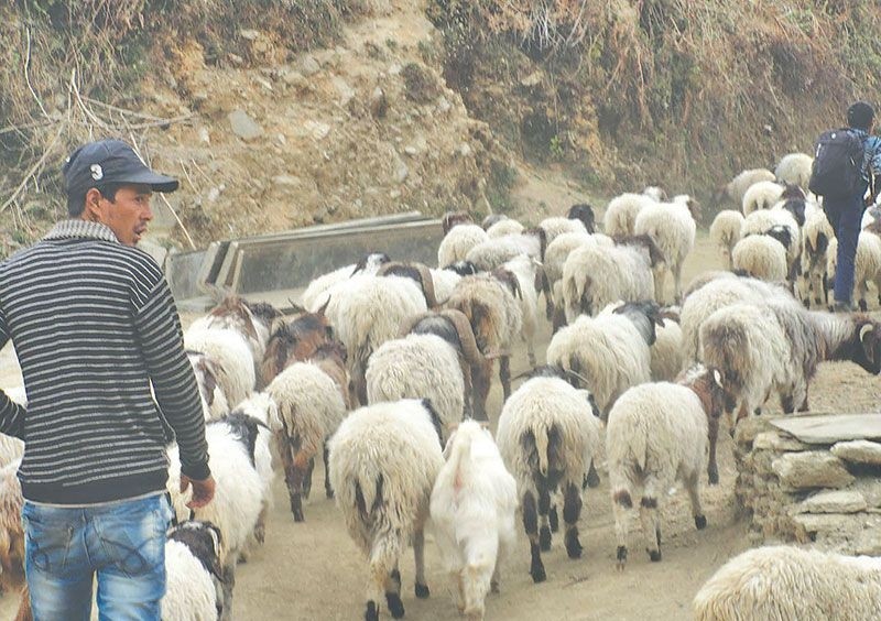 bheda-darchula.jpg