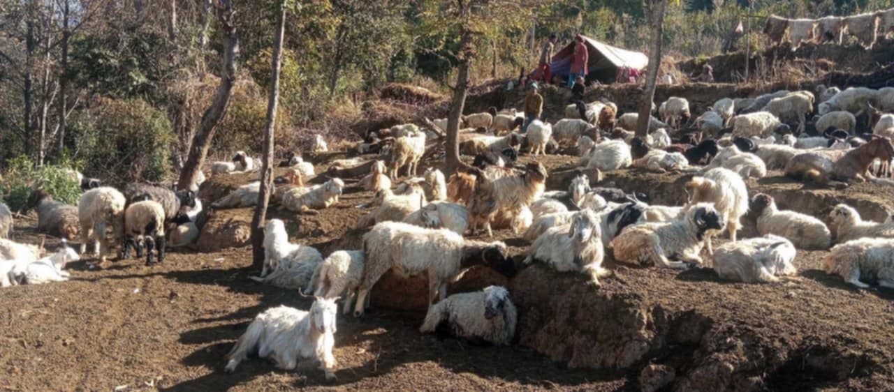 सयौं भेडा मरेपछि बुढीनन्दाले अछाम पठायो पशु चिकित्सकको टोली