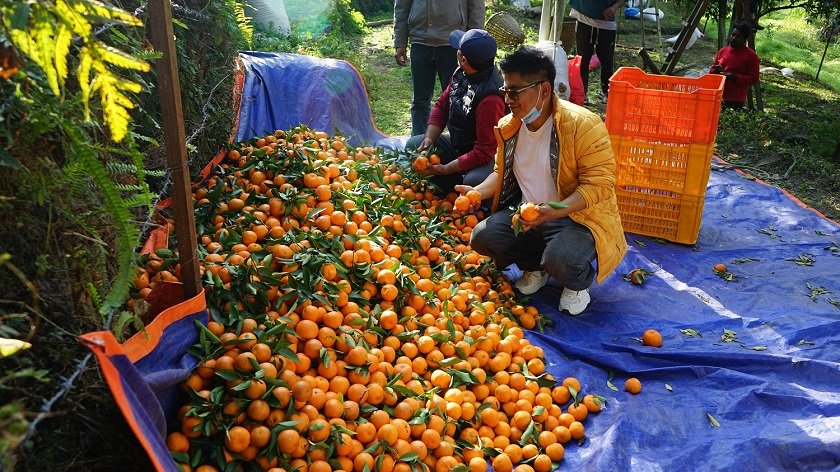 bikash-shrestha-farming-1_B4T3Dvz4vP.jpg