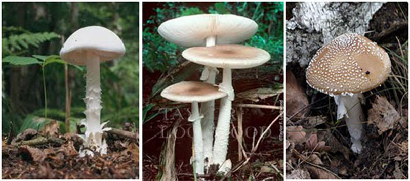 अछाममा विषालु च्याउ खाँदा तीन जना बिरामी