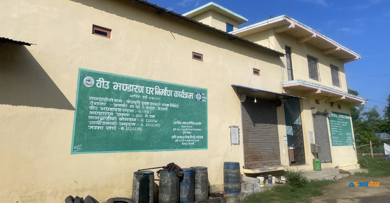 कैलालीको पूर्वी क्षेत्र यसरी बन्दैछ बीउ उत्पादनको हब