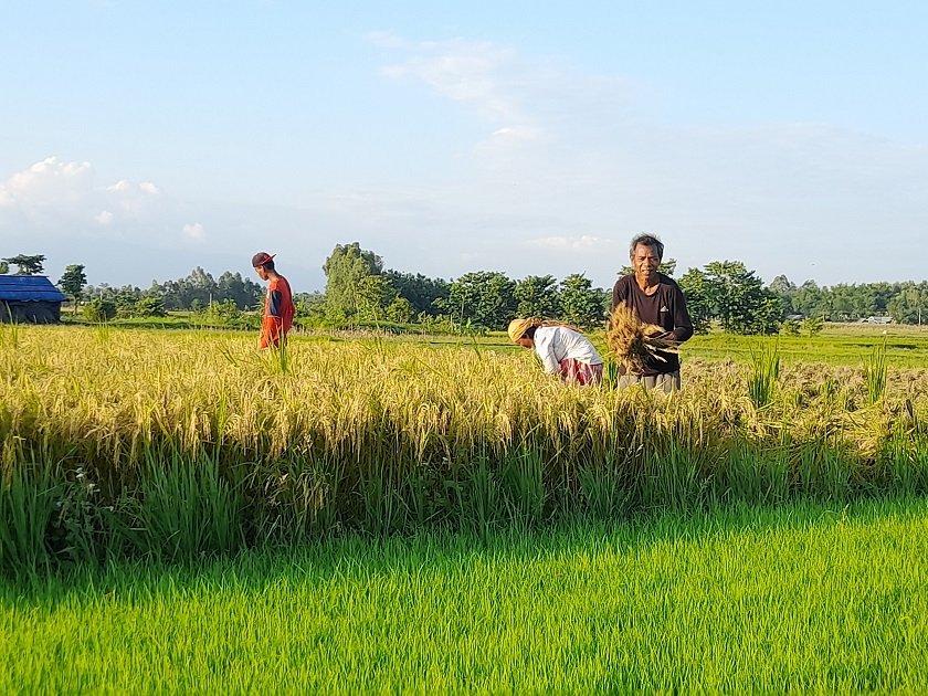 सुदूरपश्चिमका किसानले दोस्रोपटक भित्र्याए चैते धान