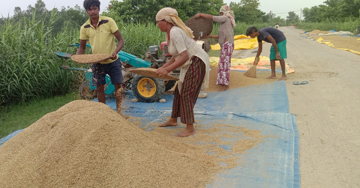 कैलालीका किसानको चैते धान बिक्री भएन, समर्थन मूल्य निर्धारण गर्न माग