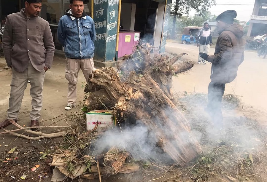 कैलालीमा बढ्यो चिसो, चोकचोकमा दाउरा वितरण