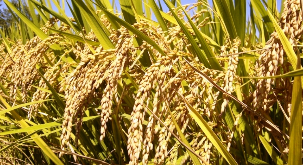 कैलालीमा चैते धानकाे उत्पादन बढ्याे