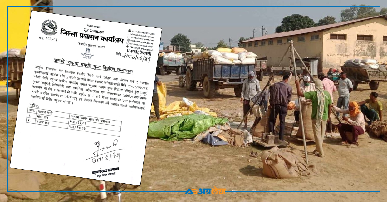 सस्तोमा धान बेच्दै कैलालीका किसान, समर्थन मूल्य कार्यान्वयन गर्न अनुरोध