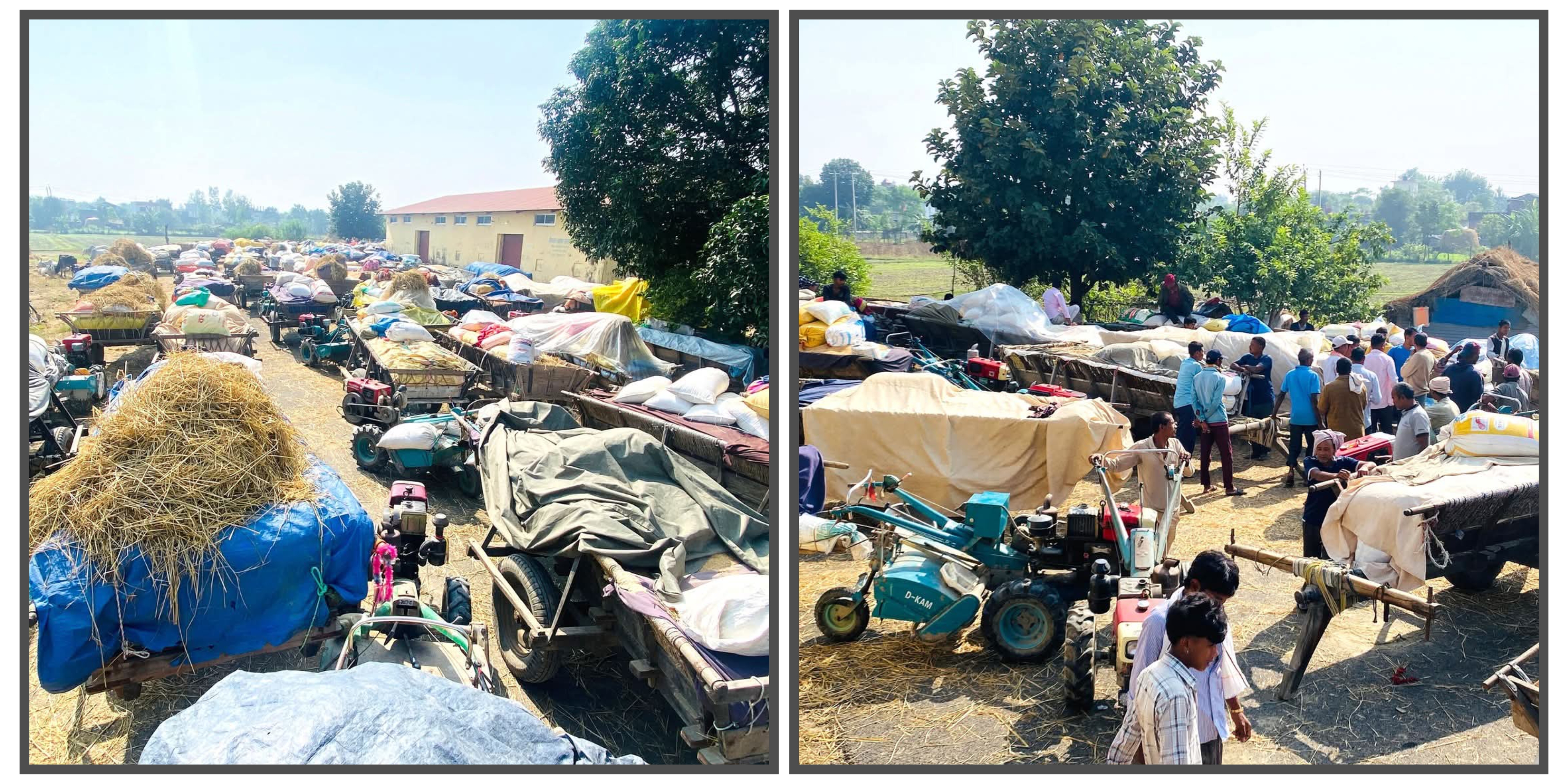 कैलालीका किसान धान बेच्न रातभर लाइनमा, खरिद केन्द्रमा जनशक्ति र पूर्वाधरको अभाव