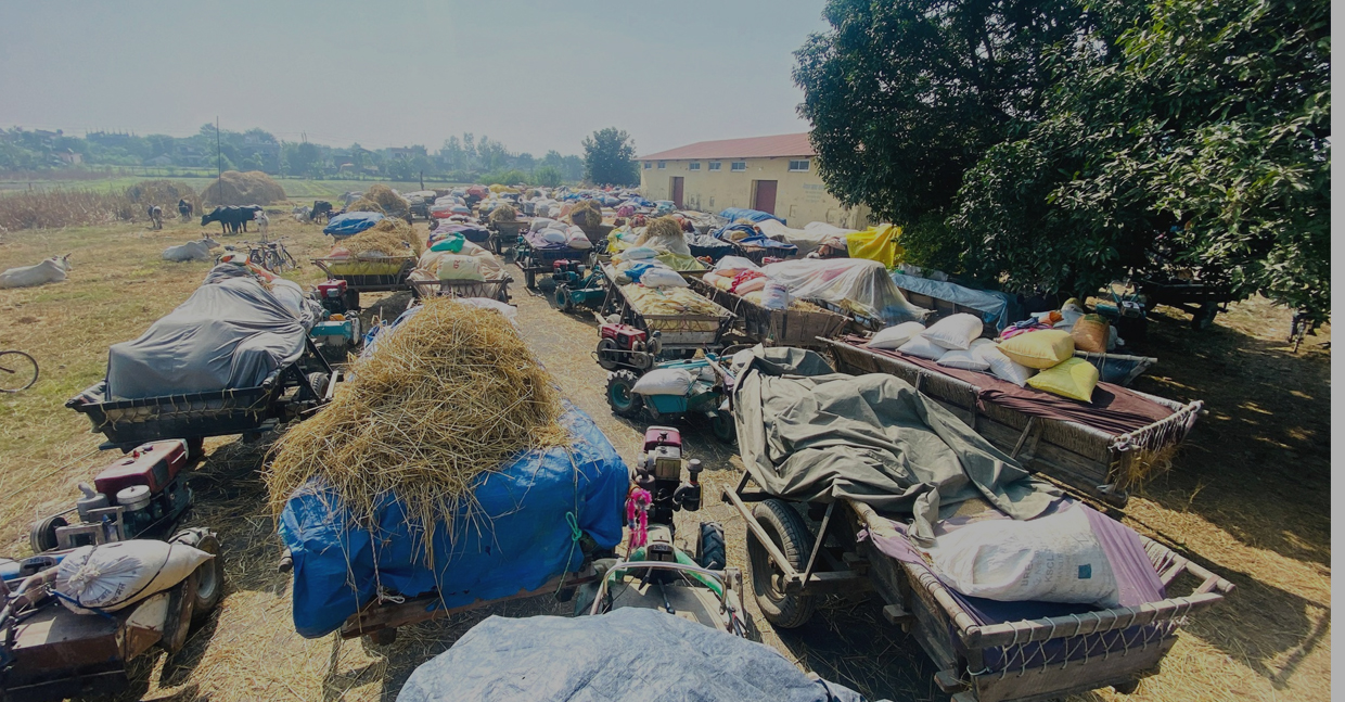 कैलालीका किसान धान बेच्न रातभर लाइनमा, खरिद केन्द्रमा जनशक्ति र पूर्वाधारको अभाव