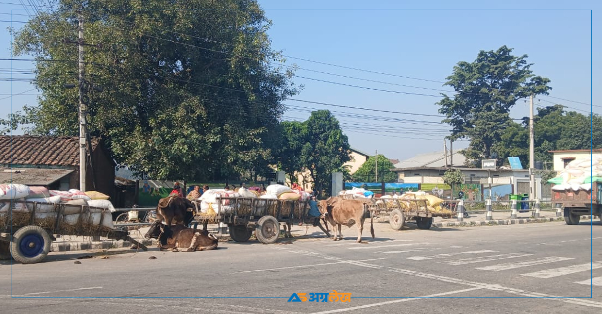 कैलालीमा खाद्यले धान खरिद नगर्दा चिन्तामा किसान