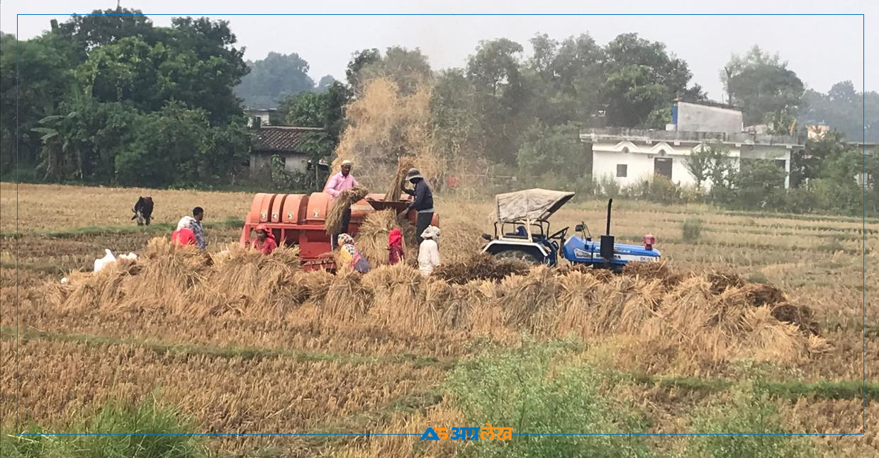 ‘पकेट’ क्षेत्रमै घट्यो धान उत्पादन, कारण खडेरी र बेमौसमी वर्षा