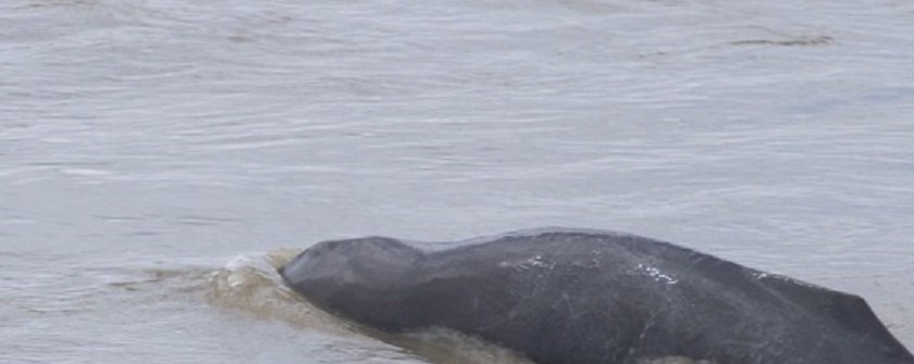 dolphin_VGx8nseK1m.jpg