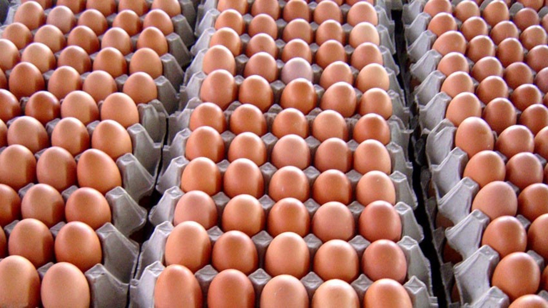 अण्डा उत्पादन गरेर मासिक अढाइ लाख आम्दानी गर्छन् कञ्चनपुरका धर्मेन्द्र