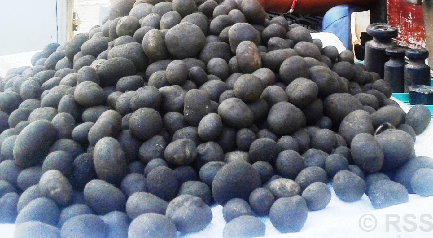 थारु समुदायको भान्सामा हराउँदै ‘फुटकी च्याउ’ को स्वाद