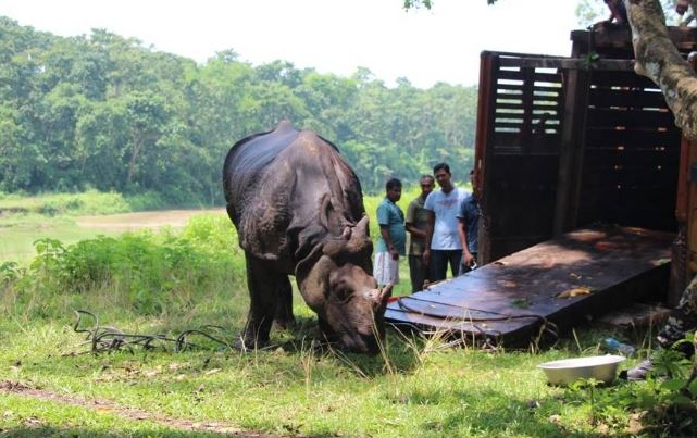 चितवन राष्ट्रिय निकुञ्जमा आजदेखि आन्तरिक गैँडा स्थानान्तरण