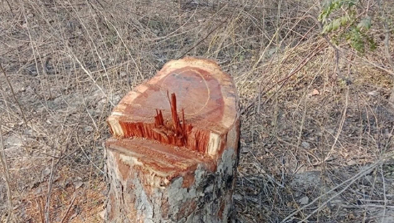 गौरीघाट वन फँडानी प्रकरणमा सामुदायिक वनकै पदाधिकारीका नाममा मुद्दा दर्ताको तयारी
