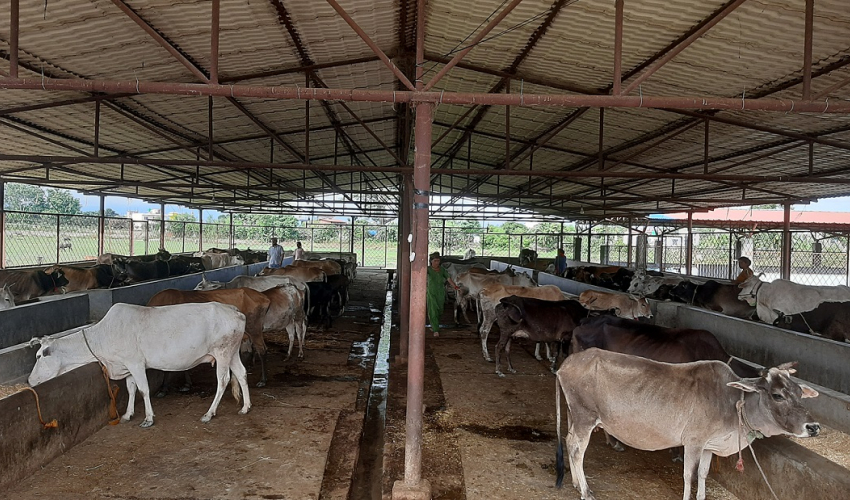 आम्दानीको स्रोत बन्दै गौशाला
