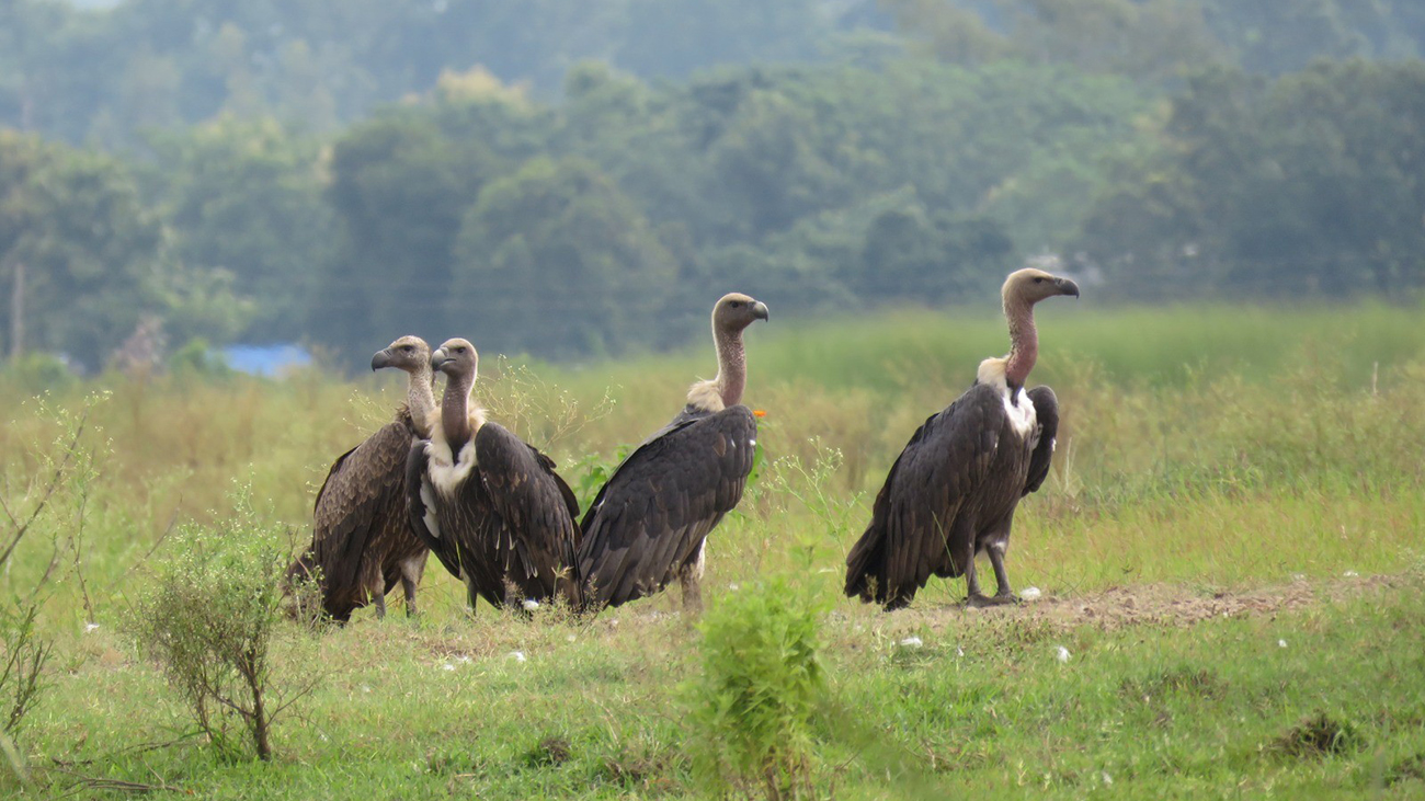 सुदूरपश्चिमका यी क्षेत्रलाई गिद्ध सुरक्षित क्षेत्र घोषणा गर्ने तयारी