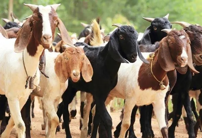 कैलाली र कञ्चनपुरमा बाख्रामा ‘पिपीआर’ रोगको सङ्क्रमण पुष्टि