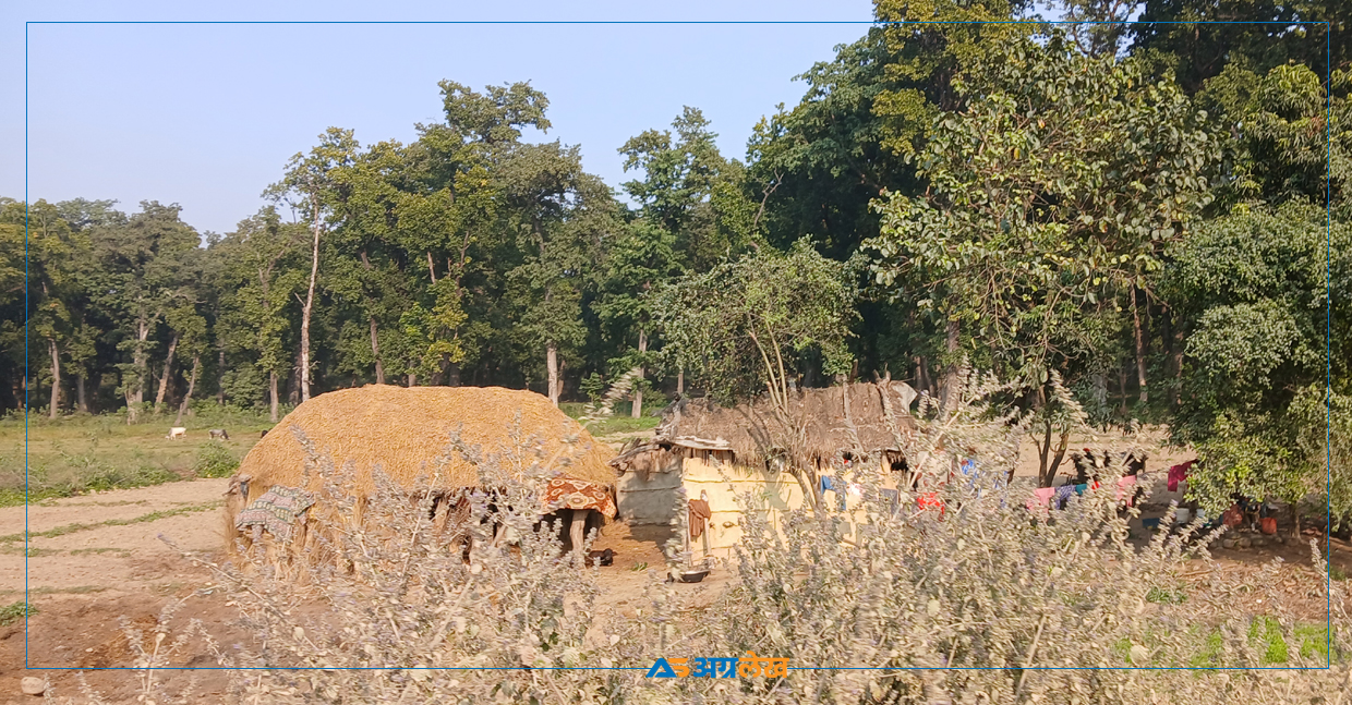 हात्तीबाट पीडित छन् कञ्चनपुरका बासिन्दा, यसरी सकिन्छ बच्न