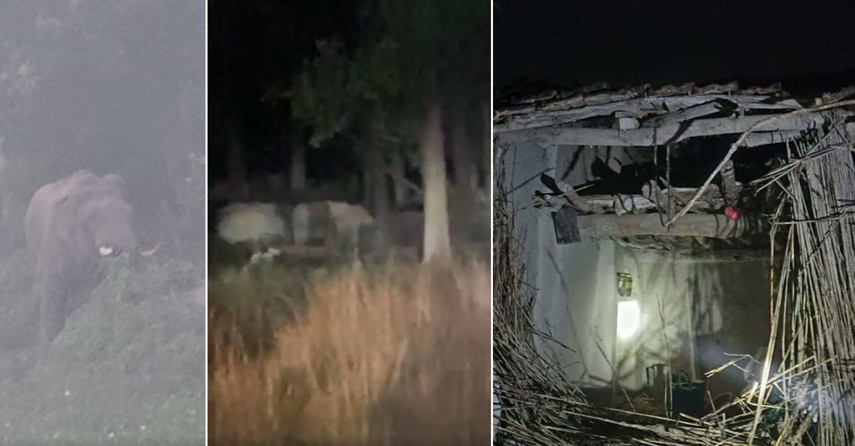 बढ्दो हात्ती आतंक, घर र बालीनाली जोगाउन मुस्किल