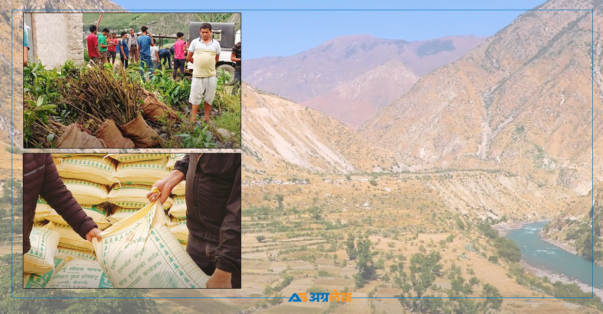 फलफूलको राजधानी बनाउने योजनामा हिमाली