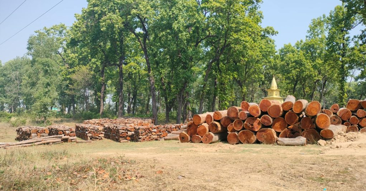 सुदूरको वनबाट १६ लाख क्युफिट काठ संकलन, २१ हजार क्विन्टल जडिबुटी निकासी