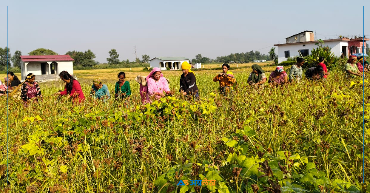 तराईका फाँटमा लहलह कोदो