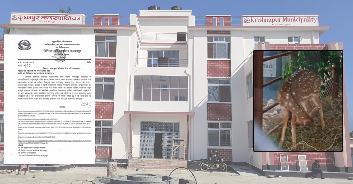 कृष्णपुर नगरपालिकाले अवैध रूपमा चित्तल पालन गरेको आरोप, छानबिन गर्न निर्देशन