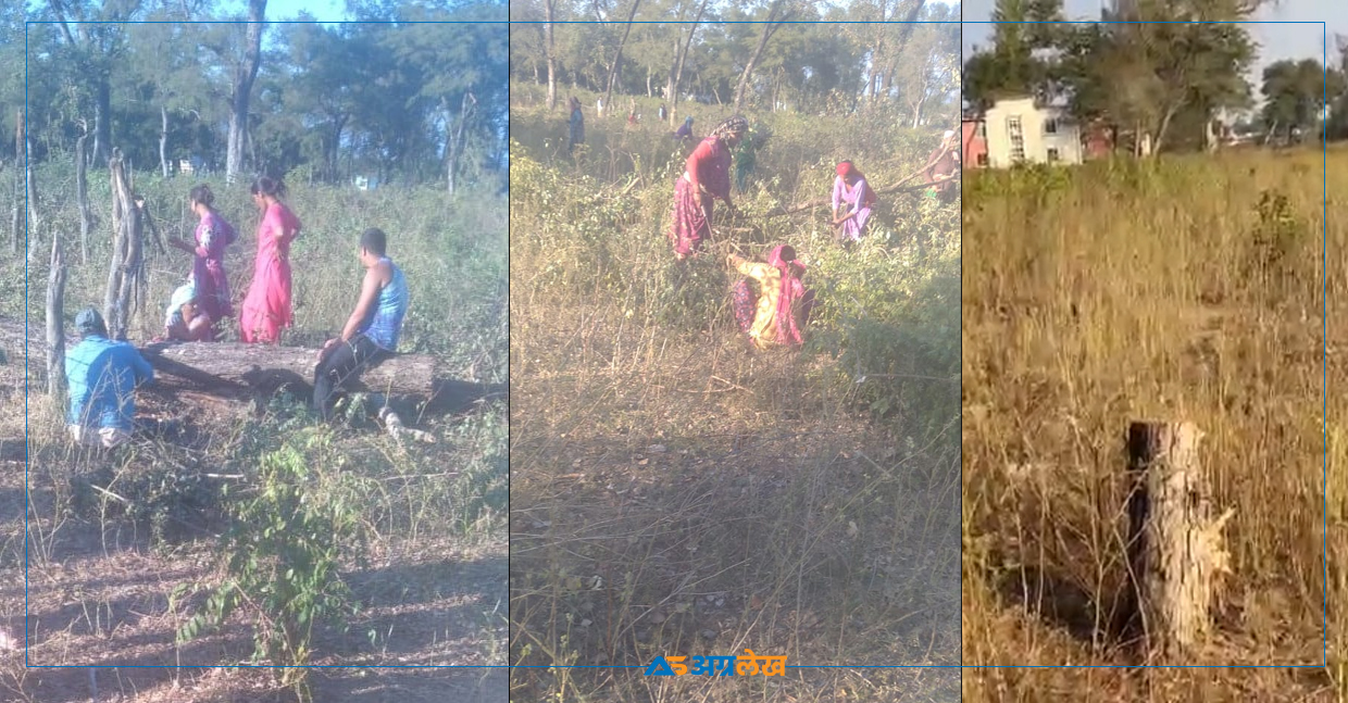 कञ्चनपुरकाे सामुदायिक वनबाट १३९ रुख गायब, जनप्रतिनिधिमाथि नै आशंका