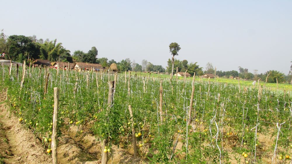 तरकारीखेतीबाटै वार्षिक तीन लाख बचत गर्दै कञ्चनपुरका महादेव