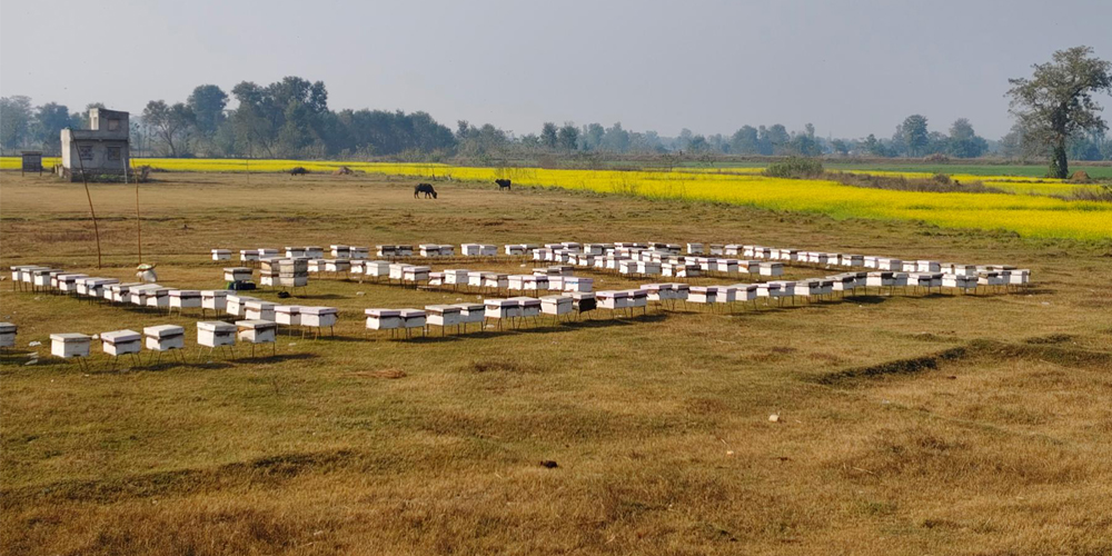 माहुरीपालनबाट बर्सेनि करोडको कारोबार गर्छन् विनोद हमाल