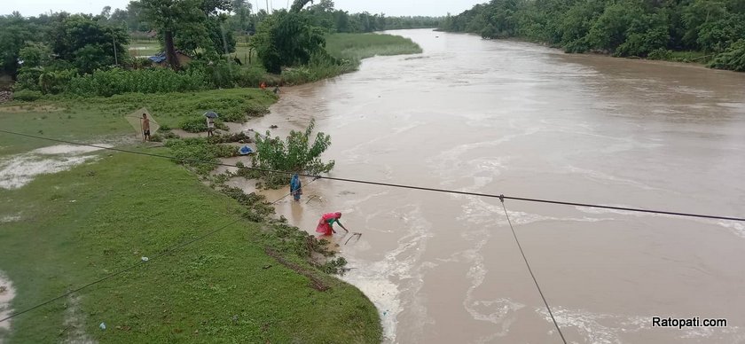 मोहना नदीको कटान रोक्न २० हेक्टर क्षेत्रमा बिरुवा रोपण सुरु