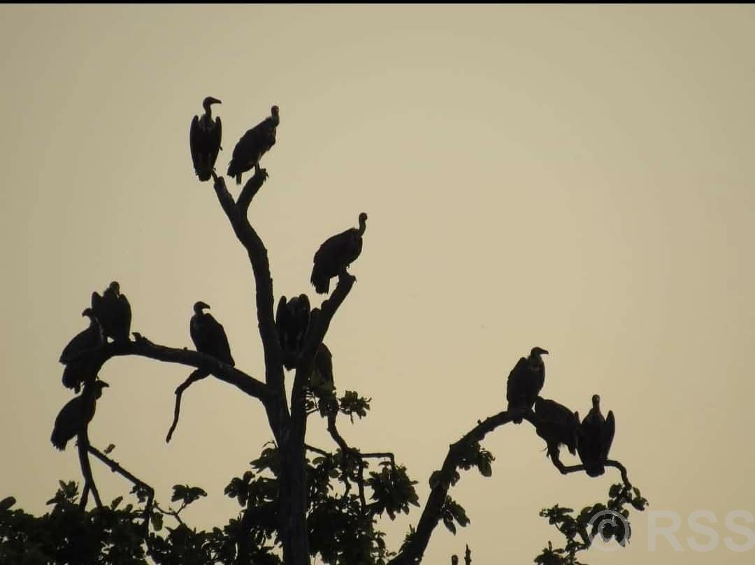 कञ्चनपुरमा गिद्धको गुँड अनुगमन सुरु, सङ्ख्यामा सुधार आउँदै