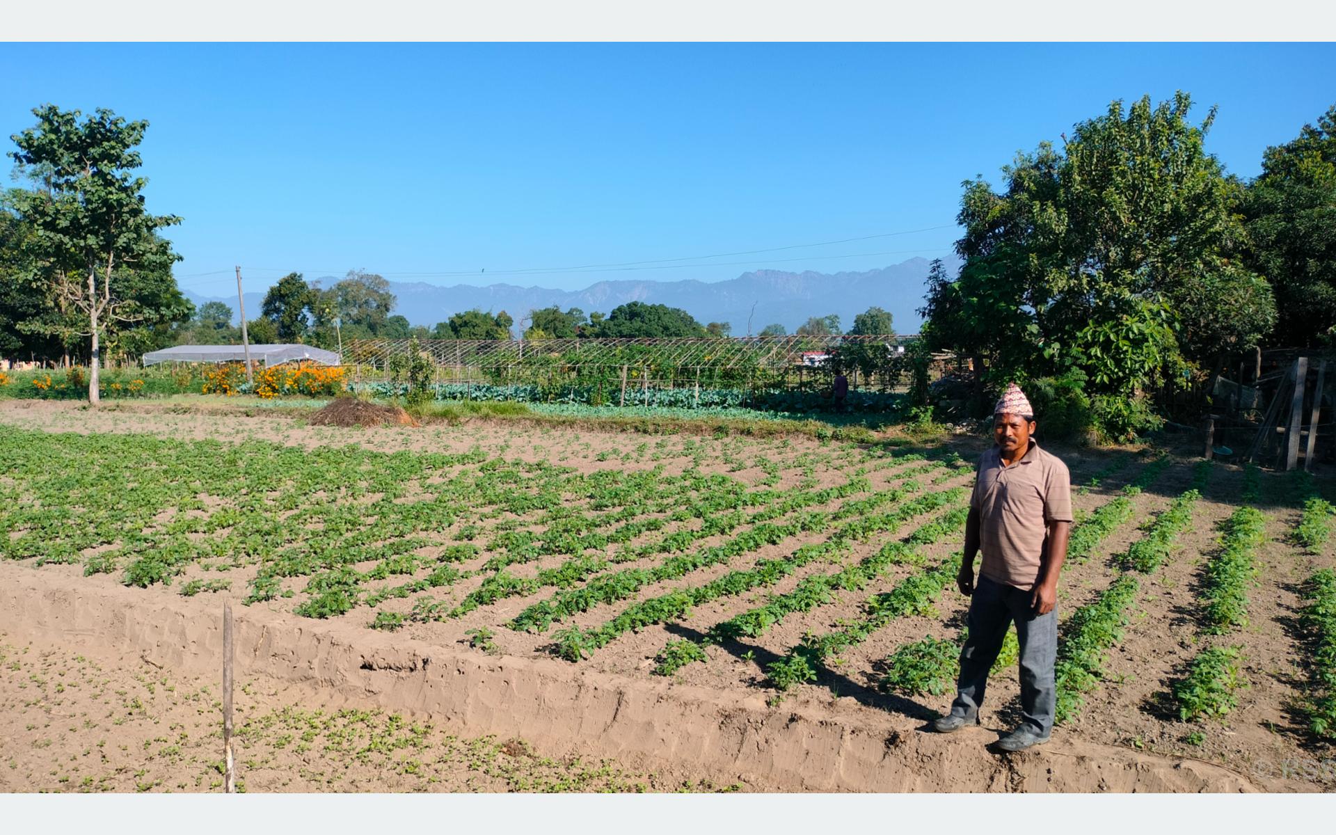 शुक्लाफाँटामा टिपिएस विधिबाट आलुखेती