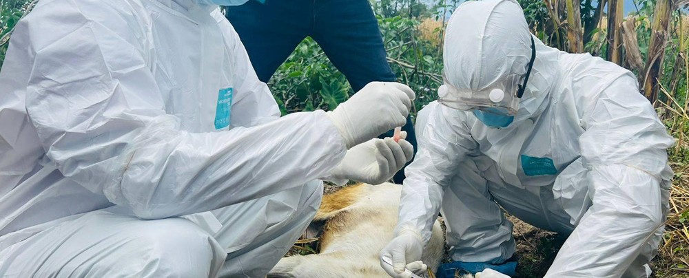 सुदूरपश्चिममा रेबिज सङ्क्रमणको चुनौती बढ्दो