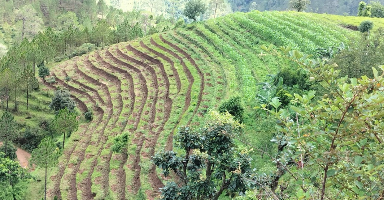 सुदूर पहाडको ९१ हेक्टरमा फलफूल बगैचा स्थापना, साढे १५ सय हेक्टरमा विस्तार गर्ने लक्ष्य