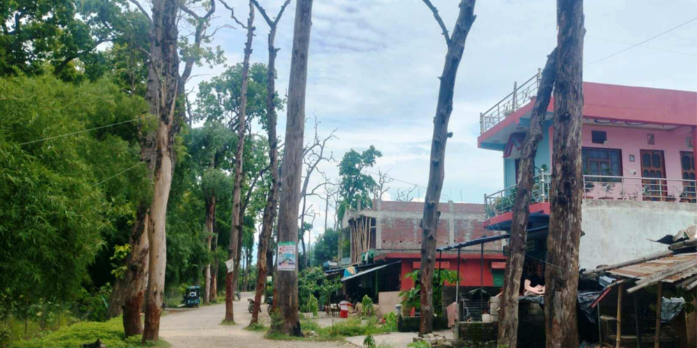 कञ्चनपुरमा वनसमिति–कसरौल सडक जोखिमपूर्ण