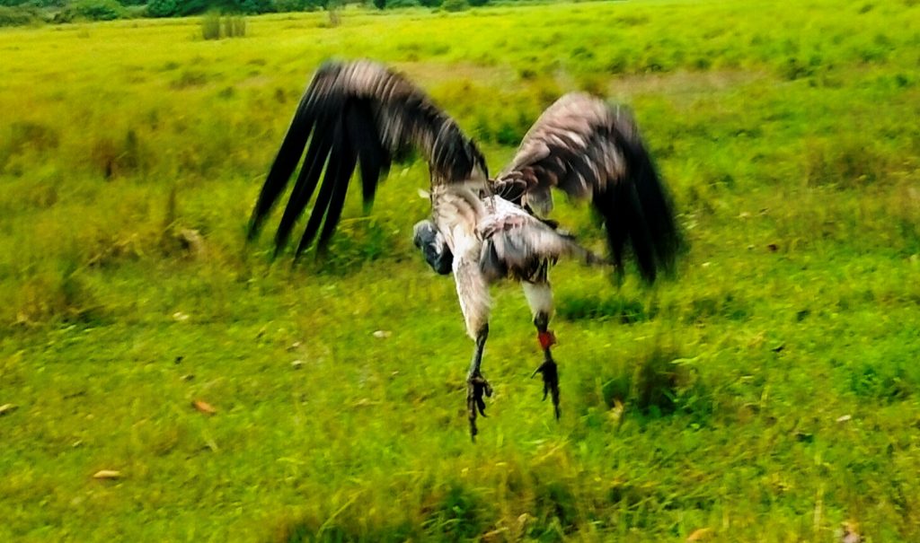 आठ दिनको उपचारपछि सानो खैरो गिद्धले पायो पुनर्जीवन