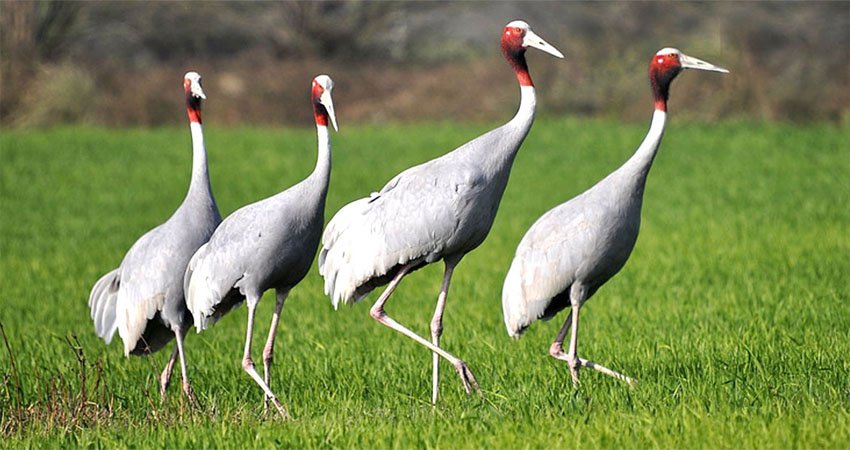 कैलाली–कञ्चनपुरमा सारसको सङ्ख्या बर्सेनि घट्दो