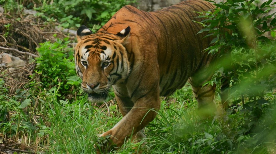 शुक्लाफाँटा निकुञ्ज बाहिर पाटेबाघ, स्थानीय त्रसित