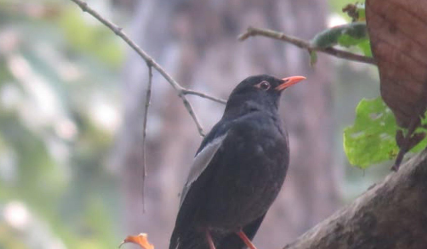 पहाडी वनको ‘मदना चाँचर’ शुक्लाफाँटामा