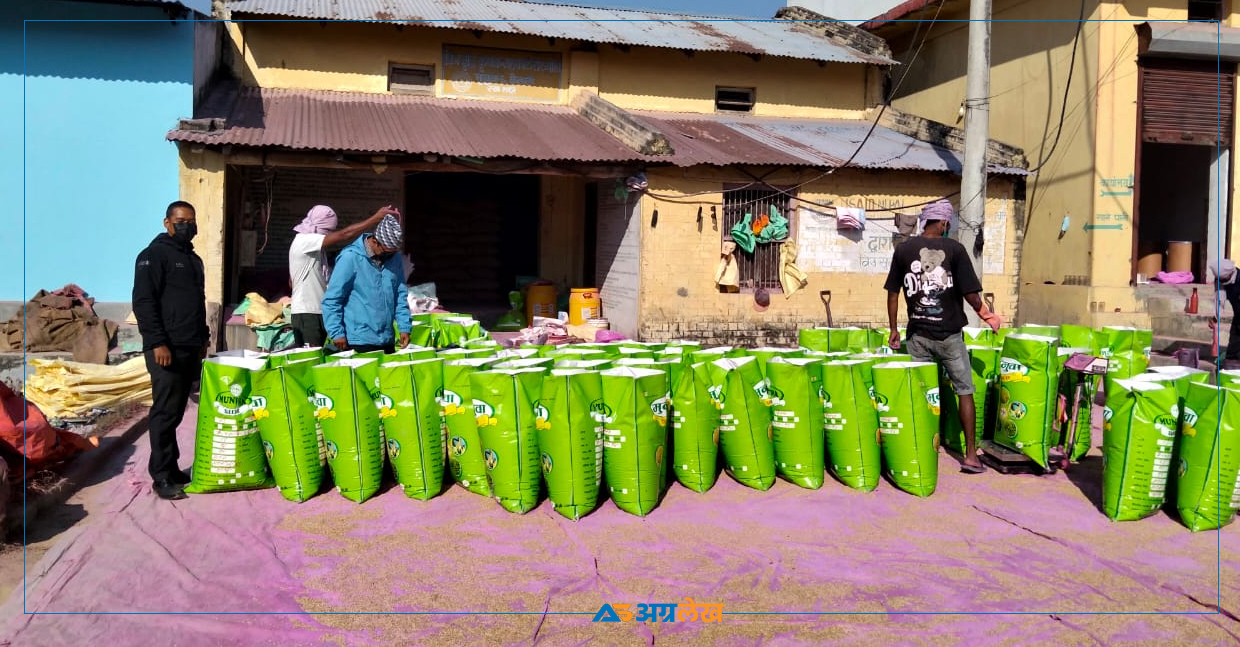 बिउ उत्पादनबाट फेरियो सुदूरपश्चिमका किसानको जीवनशैली