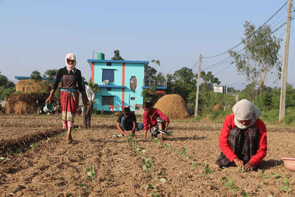 १५ कट्ठामा तरकारीखेती गरेर वार्षिक पाँच लाख आम्दानी