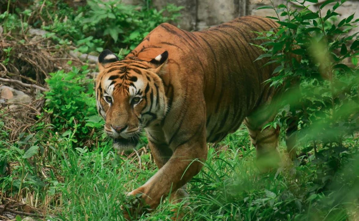 कञ्चनपुरमा चुरे फेदीको बस्तीमा बाघको त्रास