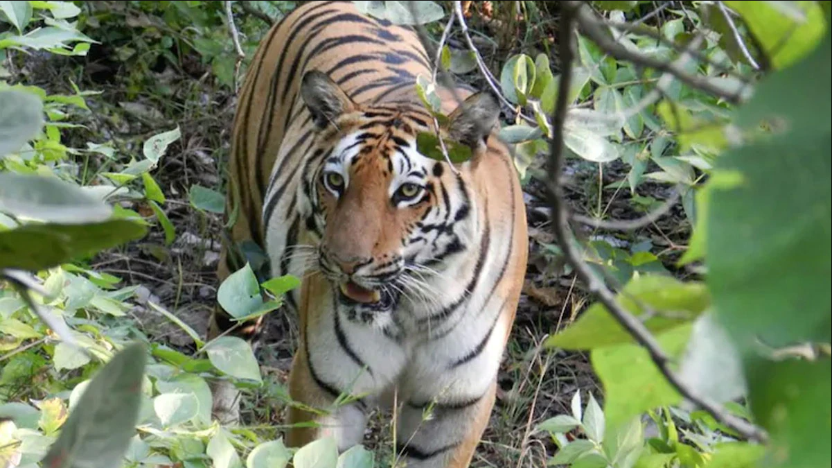 बाजुरामा बाघको आक्रमणबाट ४५ बाख्रा मरे