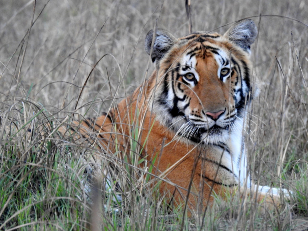 tigersuklaphanta-2342024035724-1000x0.jpg