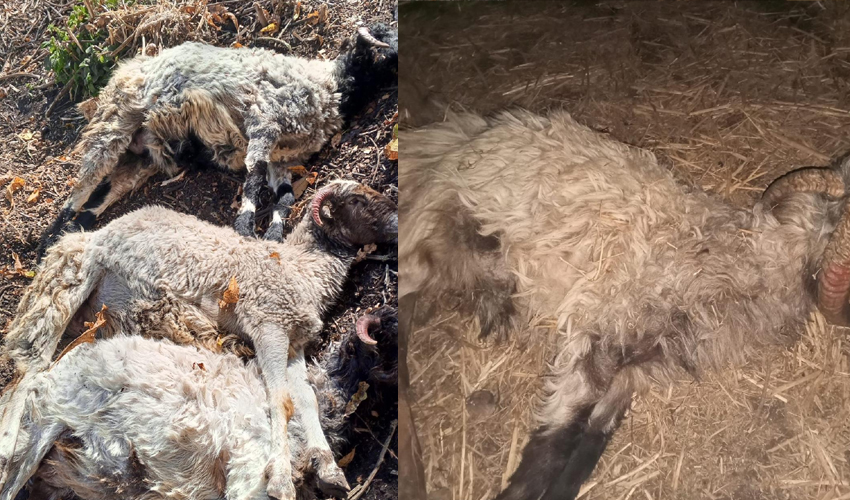 अछाममा अज्ञात रोगले धमाधम मर्न थाले भेडा, किसान चिन्तित